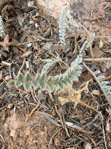 Astragalus mollissimus, photograph 1