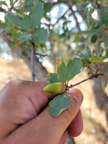 iNaturalist observation photo of Dumosae