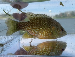 Lepomis gibbosus × cyanellus