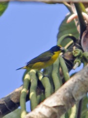 Euphonia hirundinacea