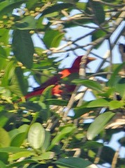 Piranga rubra
