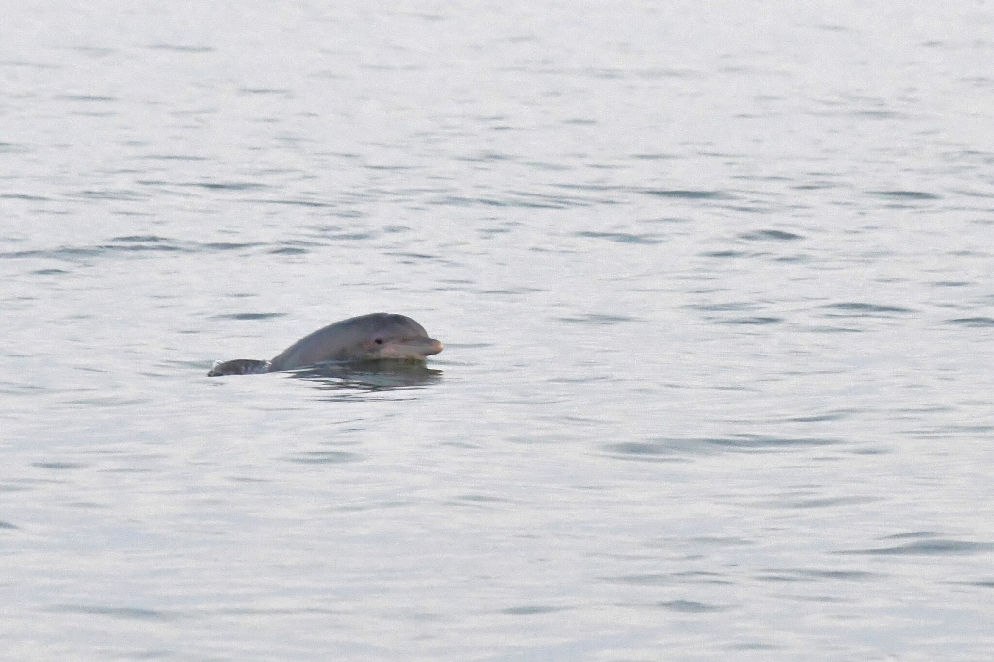 Tursiops erebennus