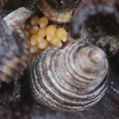 Nucella canaliculata