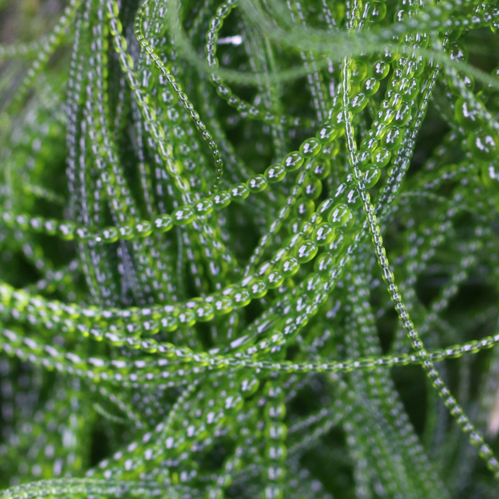 Acrosiphoniaceae