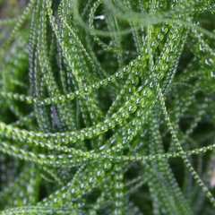 Urospora wormskioldii