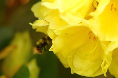 Bombus mixtus