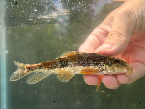 Roanoke hog sucker (Hypentelium roanokense) — Catostomidae