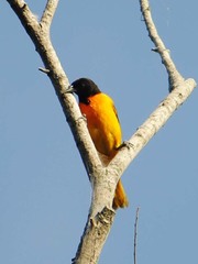 Icterus galbula