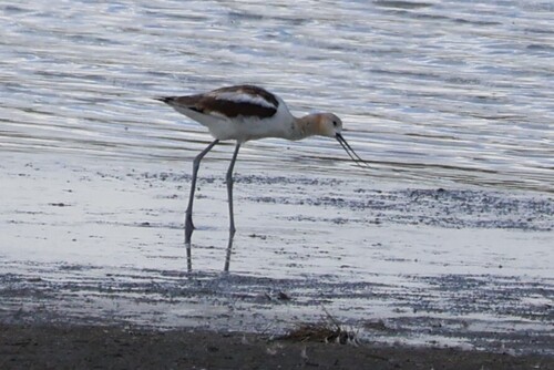 American Avocet