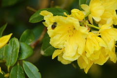 Bombus mixtus