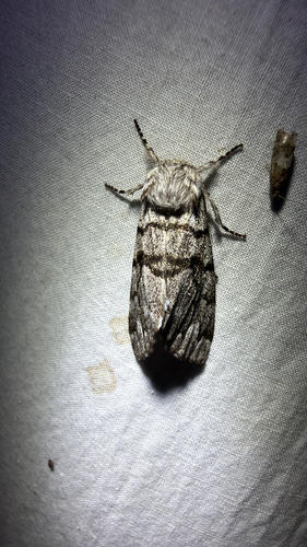 Eastern Panthea Moth