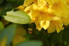 Bombus mixtus