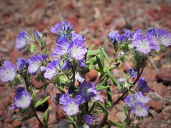 Phacelia linearis