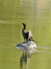Nannopterum brasilianum