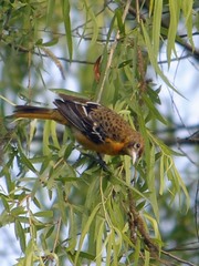 Icterus galbula