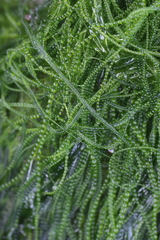 Urospora wormskioldii
