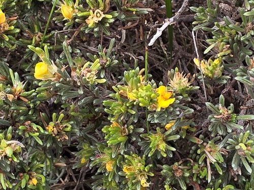 coast bush-pea