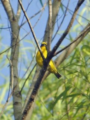 Euphonia hirundinacea
