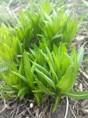 Liatris pycnostachya