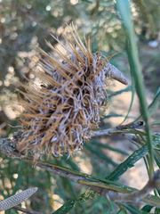 Banksia littoralis, photograph (c) Millie Brady, some rights reserved (CC BY)