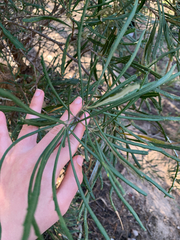 Banksia littoralis, photograph (c) Millie Brady, some rights reserved (CC BY)