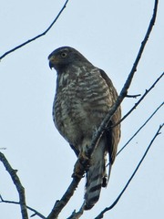 Rupornis magnirostris