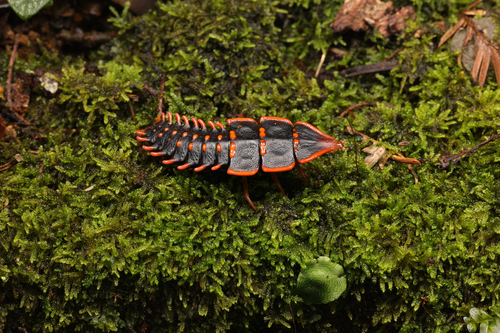 Platerodrilus svetae
