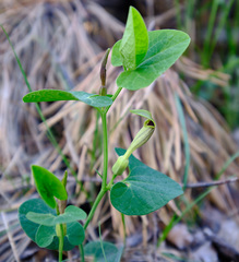 Aristolochia lutea