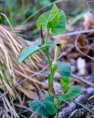 Aristolochia lutea