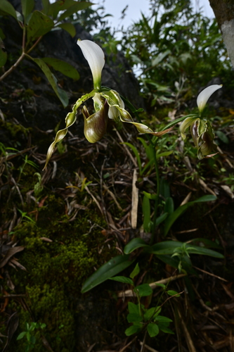 Double Flowered Paphiopedilum