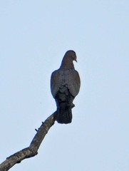 Patagioenas flavirostris