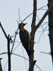 Melanerpes aurifrons