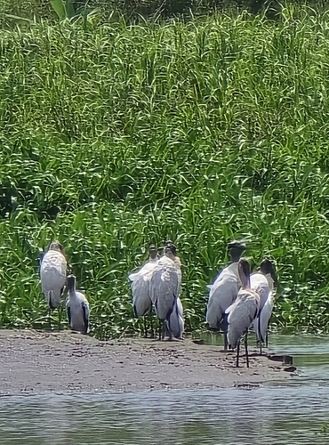 Wood Stork