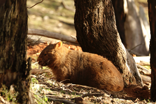 Mainland Wombat