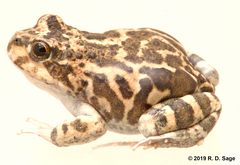 Pleurodema bufoninum