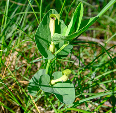 Aristolochia lutea