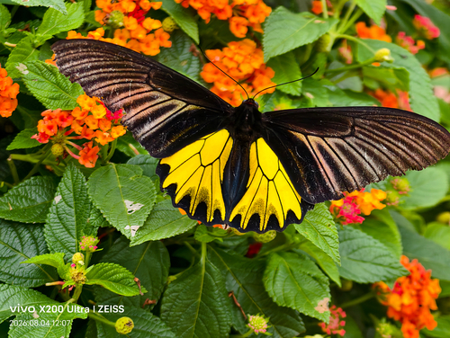Golden Birdwing