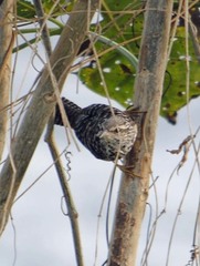 Campylorhynchus zonatus