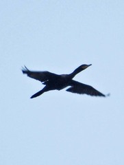 Nannopterum brasilianum