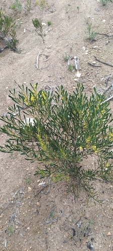 Acacia hakeoides observed 2026-08-15