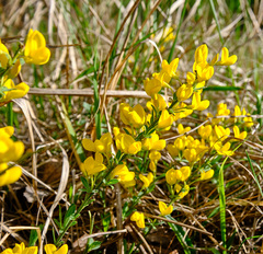 Genista tinctoria