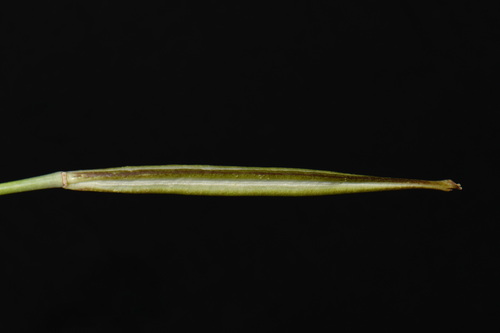Calochortus venustus, photograph 2