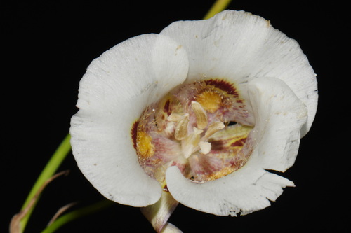 Calochortus venustus, photograph 3