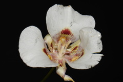Calochortus venustus, photograph (c) Brian Finzel, some rights reserved (CC BY-SA)