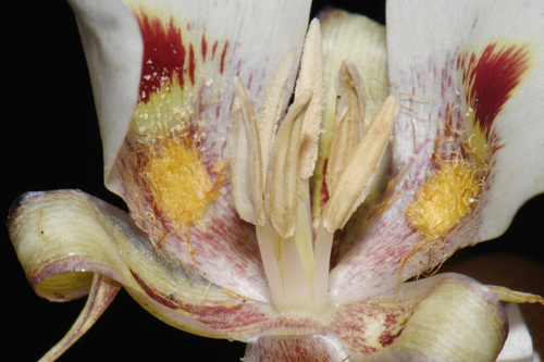 Calochortus venustus