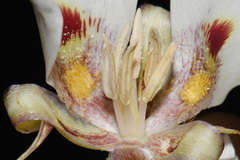 Calochortus venustus