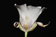 Calochortus venustus, photograph (c) Brian Finzel, some rights reserved (CC BY-SA)