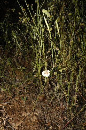 Calochortus venustus, photograph 5
