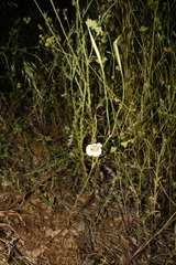 Calochortus venustus, photograph (c) Brian Finzel, some rights reserved (CC BY-SA)