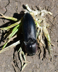 Selatosomus lateralis